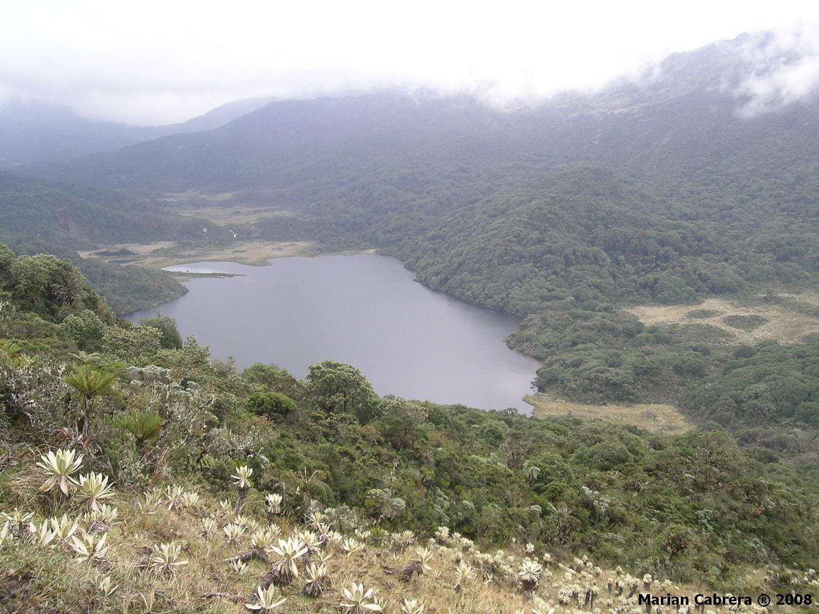 Paramo Ovejas Tauso Park: NCI's High-Altitude Beauty