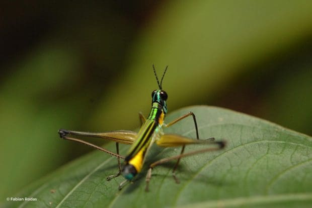Insects kick biomass » Nature and Culture International