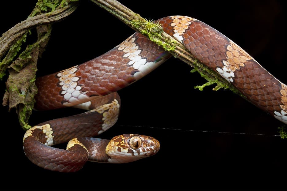 DiCaprio and Sheth name new species of tree-dwelling snakes, threatened ...