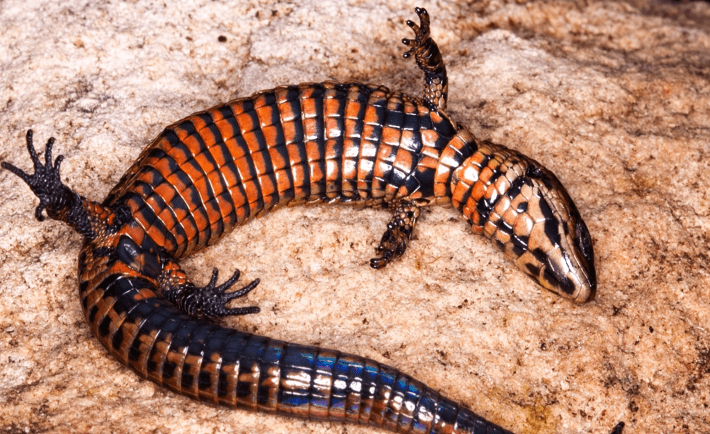 Two new species of lizard discovered in Amazonas, Peru » Nature and ...