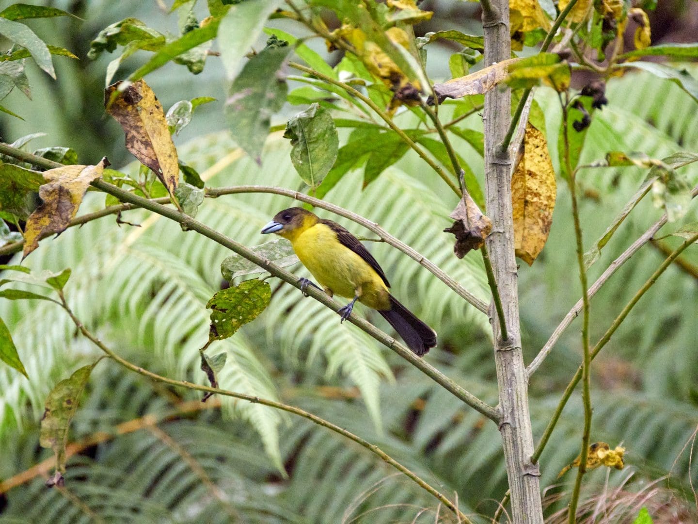 Checking blocks » Nature and Culture International